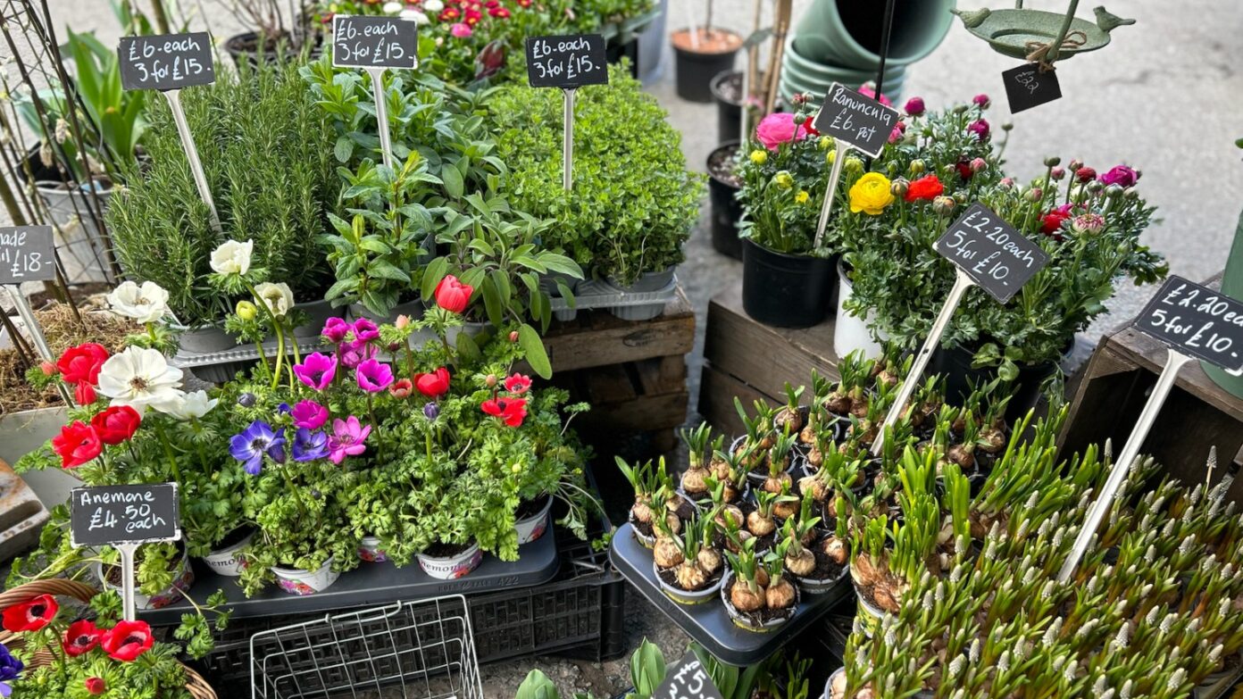 A colourful aray of plants for sale.