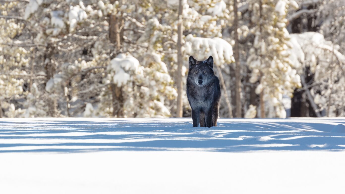 A wolf prowls in the snow.