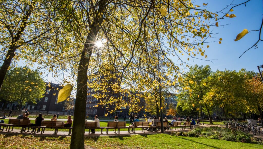 Sun shines through a tree on campus.