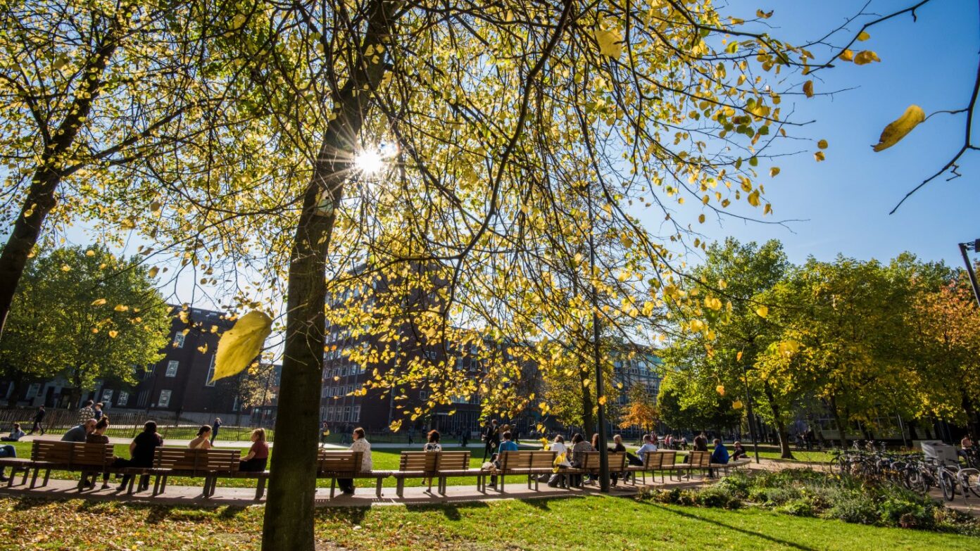 Sun shines through a tree on campus.
