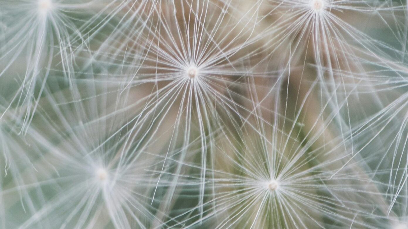 Your brain on beauty: what moves you?