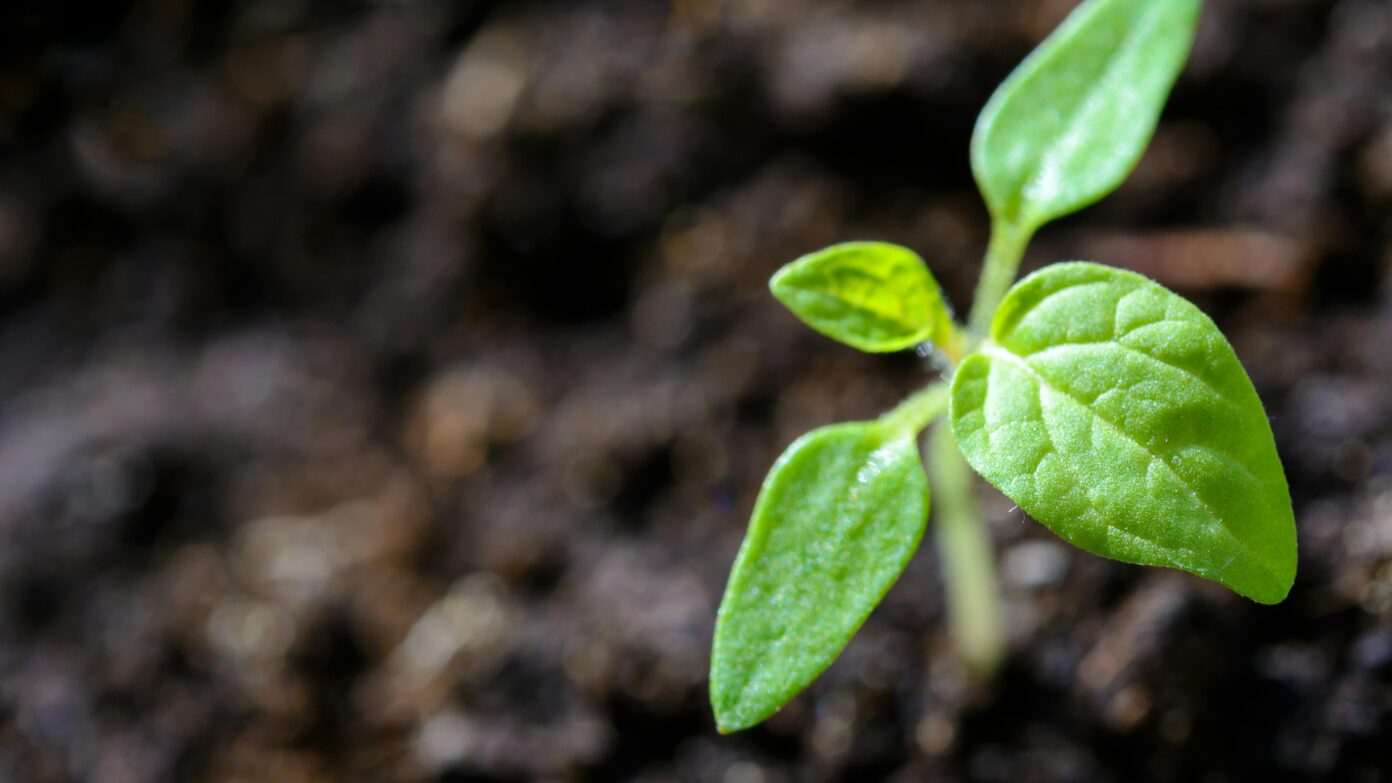 Come plant with us