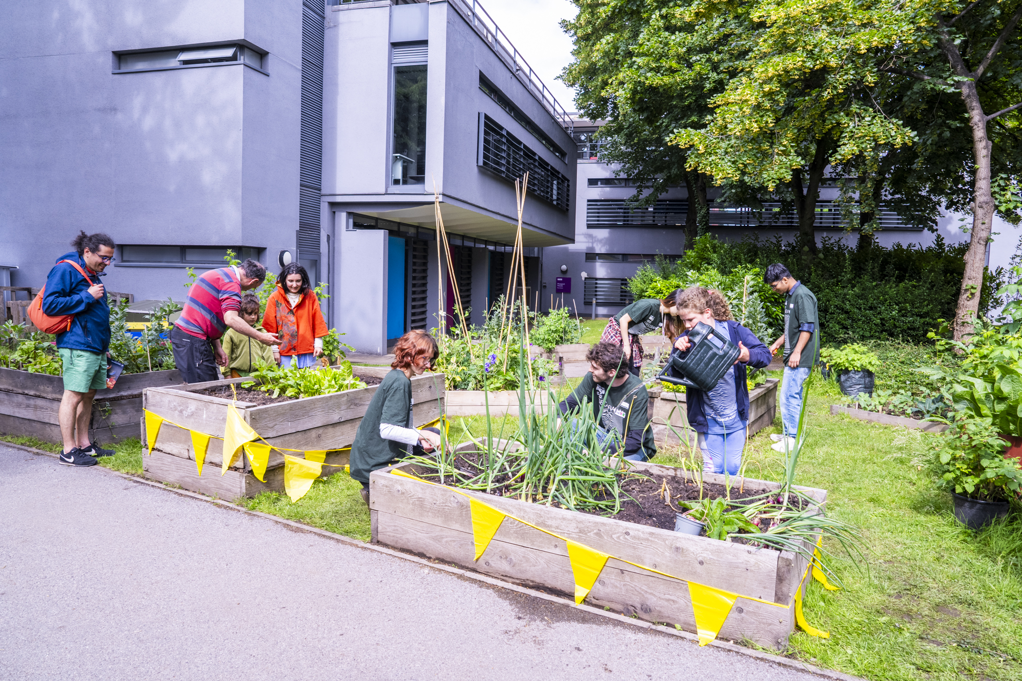 Eight people, including adults and children, gardening in raised wooden beds with yellow flags in an university community allotment. Some are planting, watering, or inspecting plants, with university buildings and trees in the background