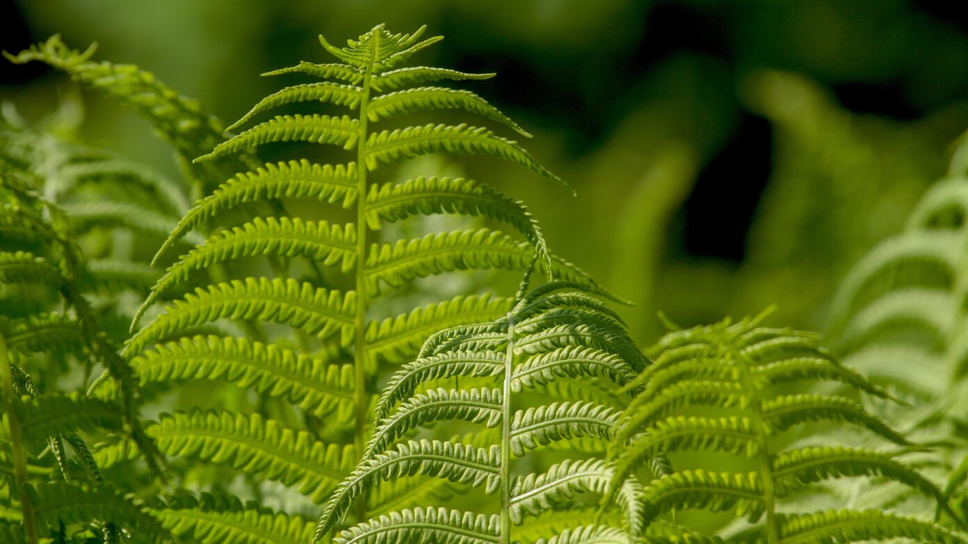 Image of a green fern